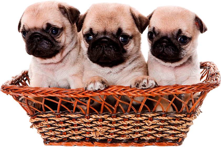 Filhote da raça Pug Preto