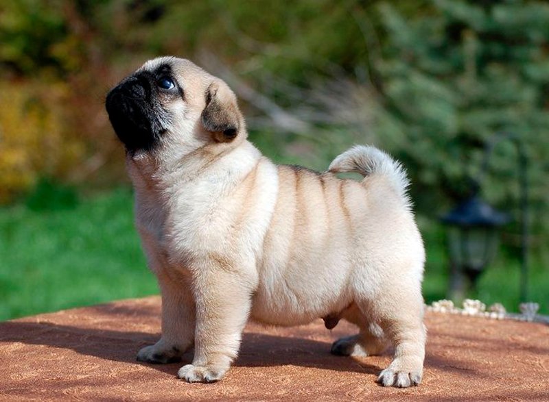 Pug Foto 1